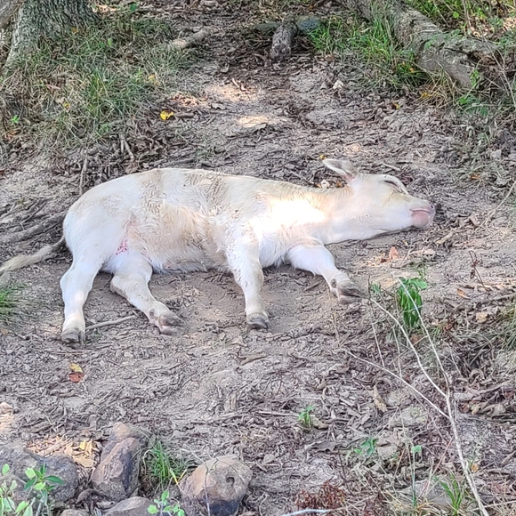 My Babies 😍❤ - Picture 12 of 13